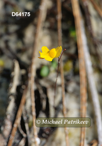 Zigzag Bladderwort (Utricularia subulata)